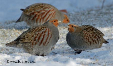 Photo d'un groupe de perdrix grises