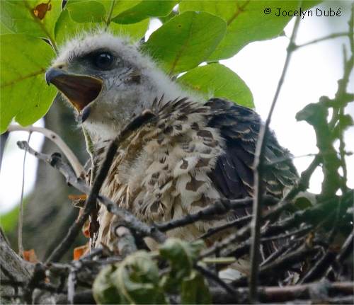 Petite buse immature au nid