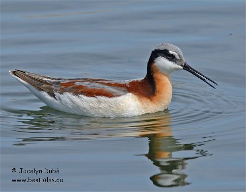 Phalarope de Wilson en plumage nuptial