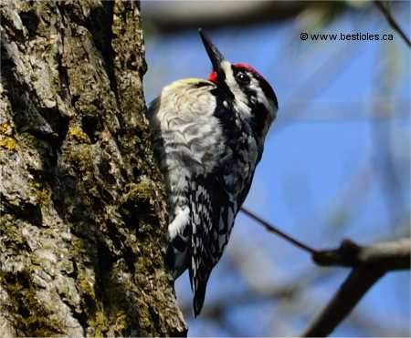 Photo d'un pic macul� m�le