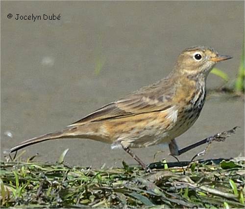 Pipit d'Am�rique