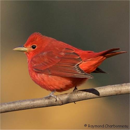 Photo d'un piranga vermillon m�le