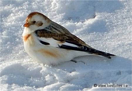 Photographie de plectrophane des neiges