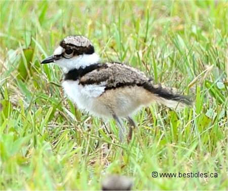 Photo d'un b�b� pluvier kildir