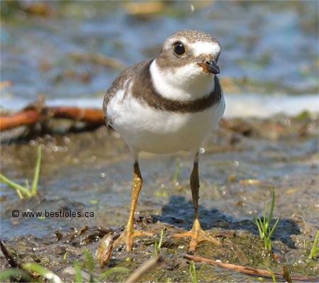 Photographie d'un pluvier semipalm� vu de face