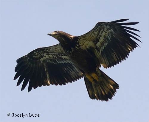 Pygargue immature en vol