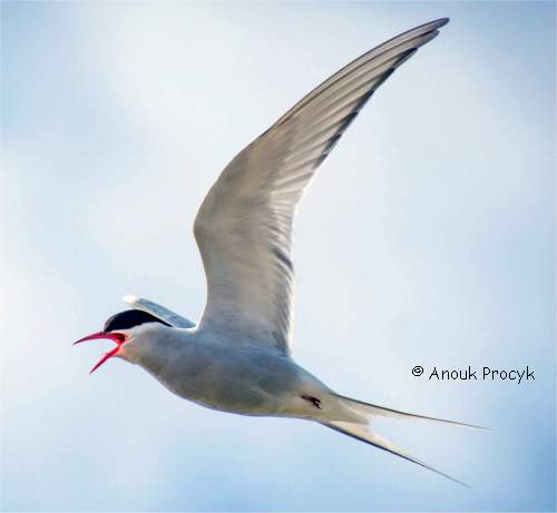 Photo de Sterne arctique en vol