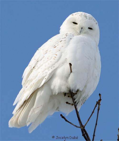 Photo d'un oiseau de la famille des strigid�s