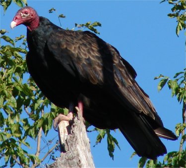 Photo d'un urubu � t�te rouge perch� sur une branche