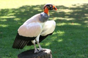 Image de vautour egyptien
