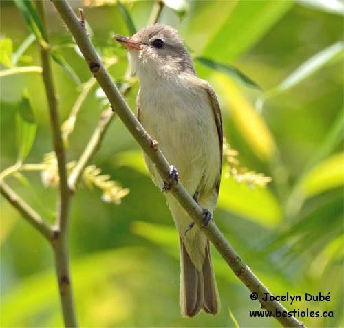 Photo d'un vir�o m�lodieux