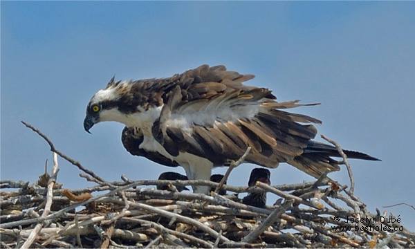 Photographie d'un balbuzard p�cheur sur son nid avec ses petits