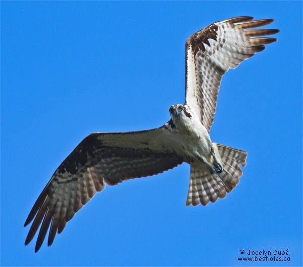 Photo d'un balbuzard p�cheur en vol