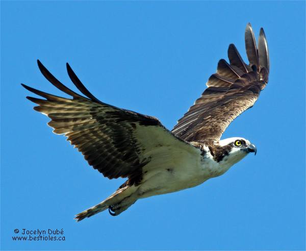 Photo d'un balbuzard p�cheur en vol