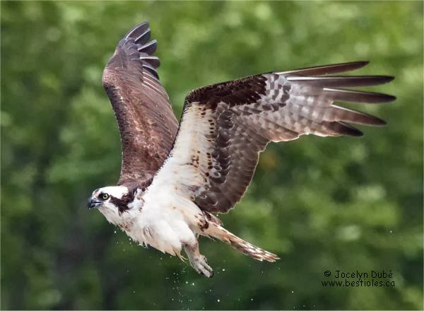 Photographie d'un balbuzard p�cheur en vol