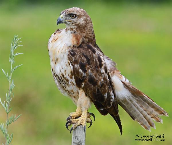 Photographie d'une buse � queue rousse perch�e