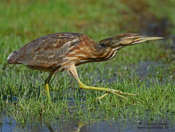 Photographie d'un butor d'Am�rique