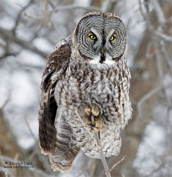 Photo d'une chouette lapone sur une branche