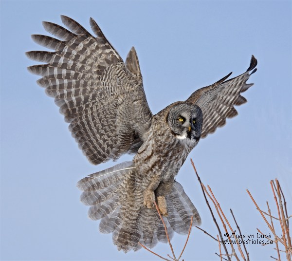 Photo d'une chouette lapone en vol