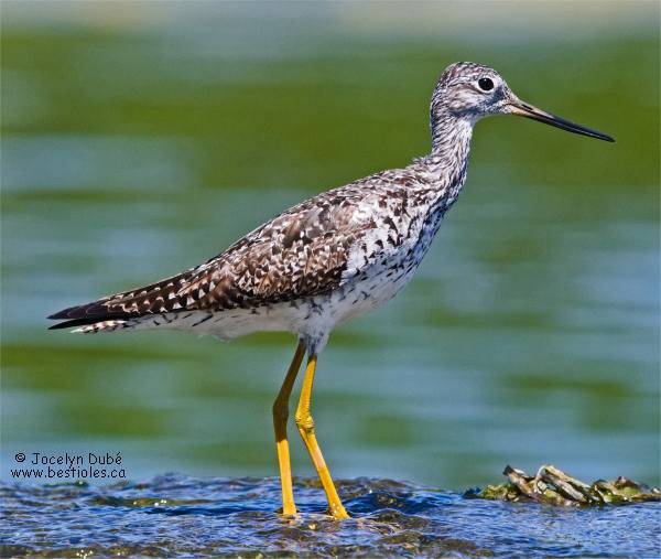 Grand chevalier au Domaine de la p�che au saumon