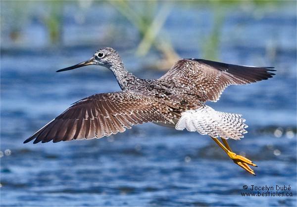 Photographie d'un grand chevalier en vol