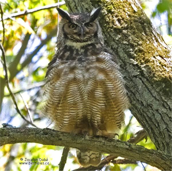Photographie d'un grand duc