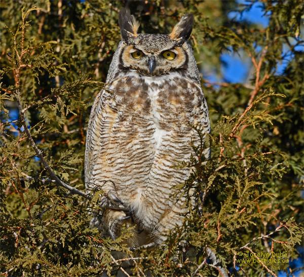 Photographie d'un grand duc