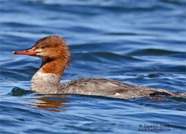 Photographie d'un grand harle immature