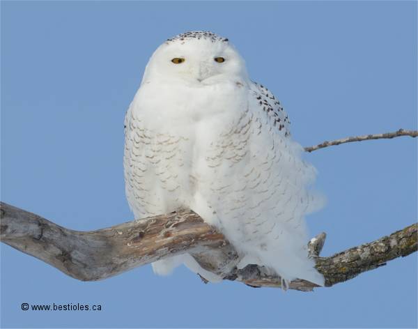 Photyographie d'un harfang des neiges sur une branche