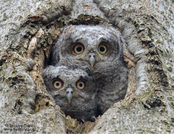 Photographie de b�b�s petits ducs macul�s