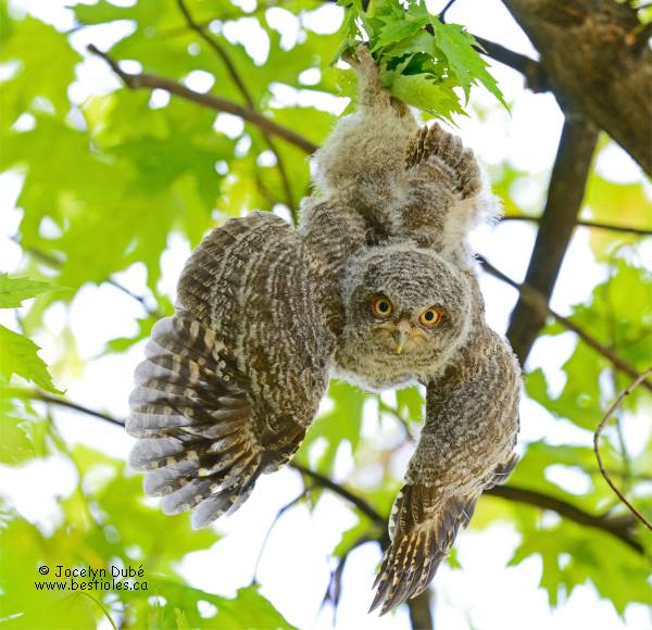 Photographie d'un petit duc macul� immature suspendu � une branche trop petite pour lui