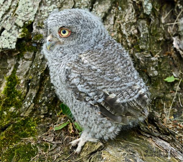 Photographie d'un petit duc macul� immature qui vient de sortir du nid