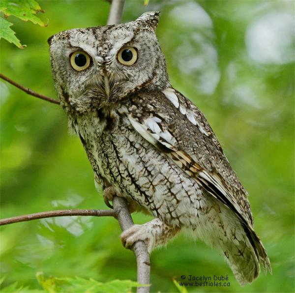 Photographie d'un petit duc macul� adulte sur une branche
