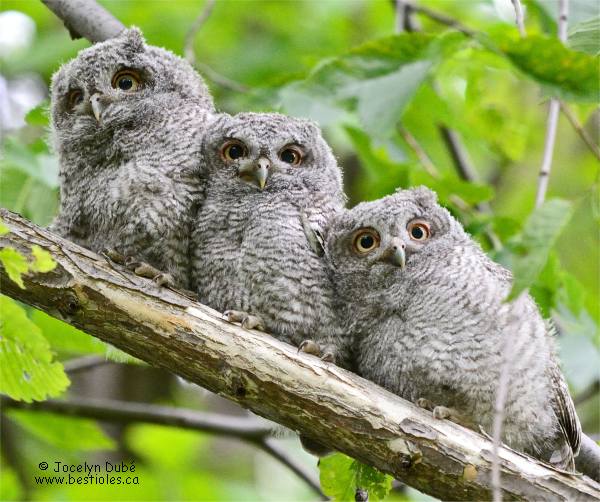 Photographie de petits ducs macul�s immatures sur une branche