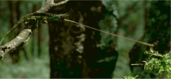 Photo de la langue d'un cam�l�on qui capture une proie