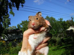 Photo d'un hamster